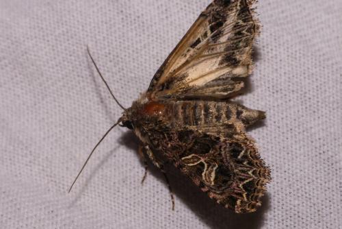 Réf. 205 433 : Sideridis rivularis